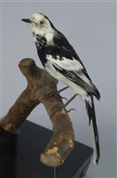 藏品(白面白鶺鴒)的圖片